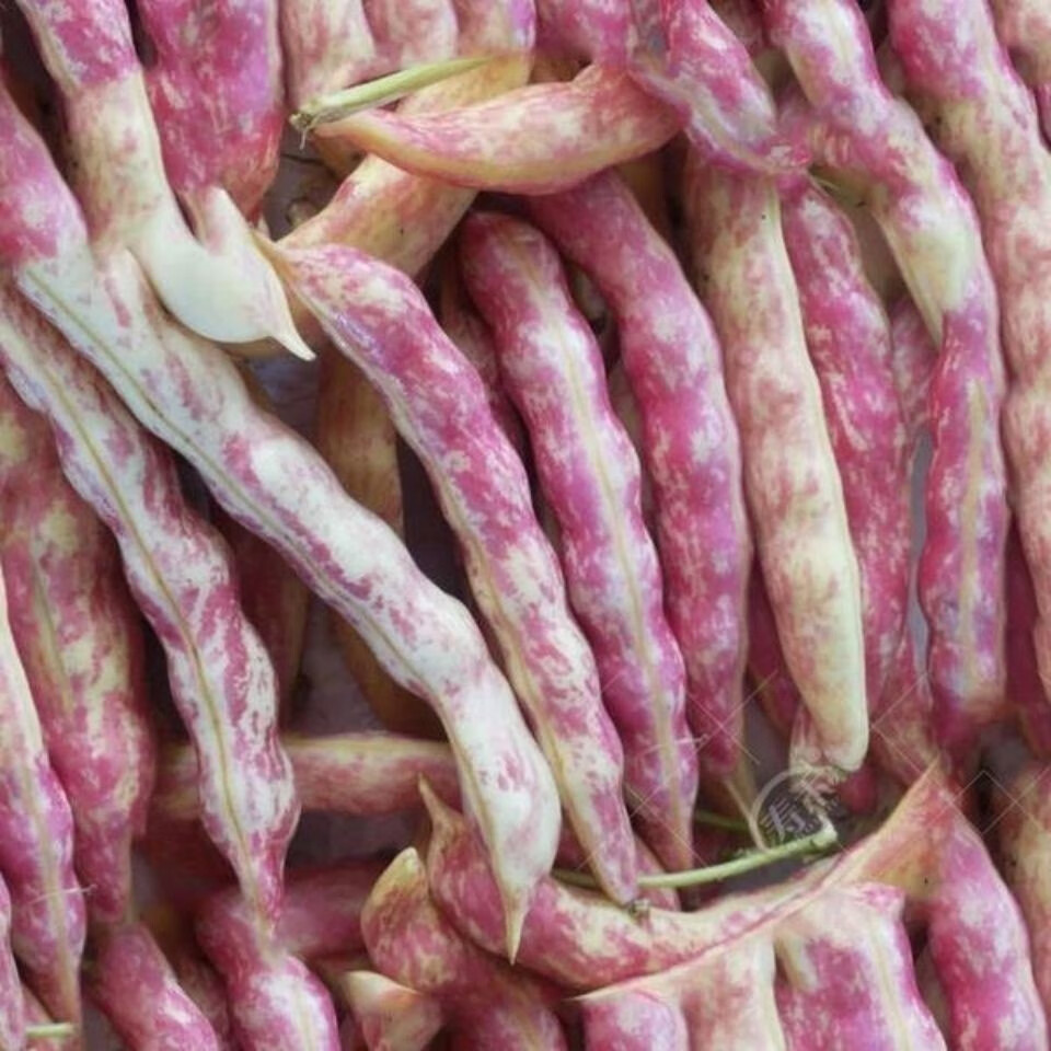 轻恋东北新鲜黄金钩豆角鼓豆豆角勾勾黄红金钩油豆角东北豆角空运