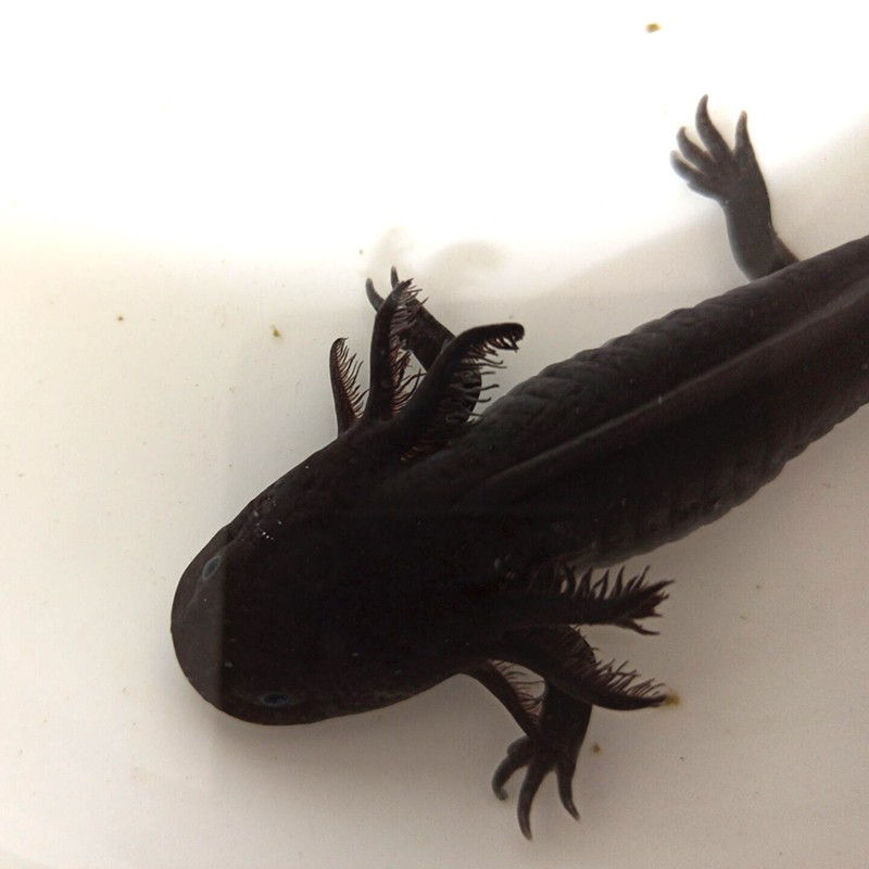 贝冠奇两栖恐龙六角鱼苗宠物冷水观赏鱼淡水鱼霸王火龙鱼乌黑龙1条