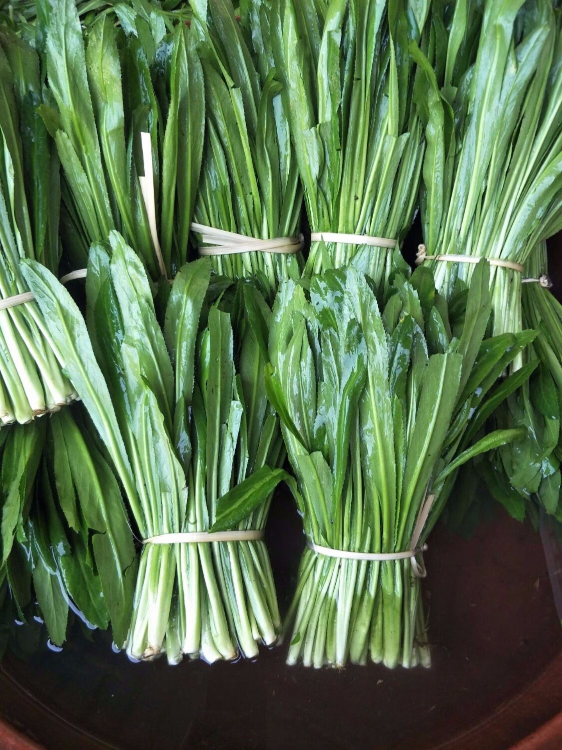 媚调 新鲜云南大香菜泰国大芫荽越南老缅芫荽刺芫荽野香菜蔬菜 大香菜