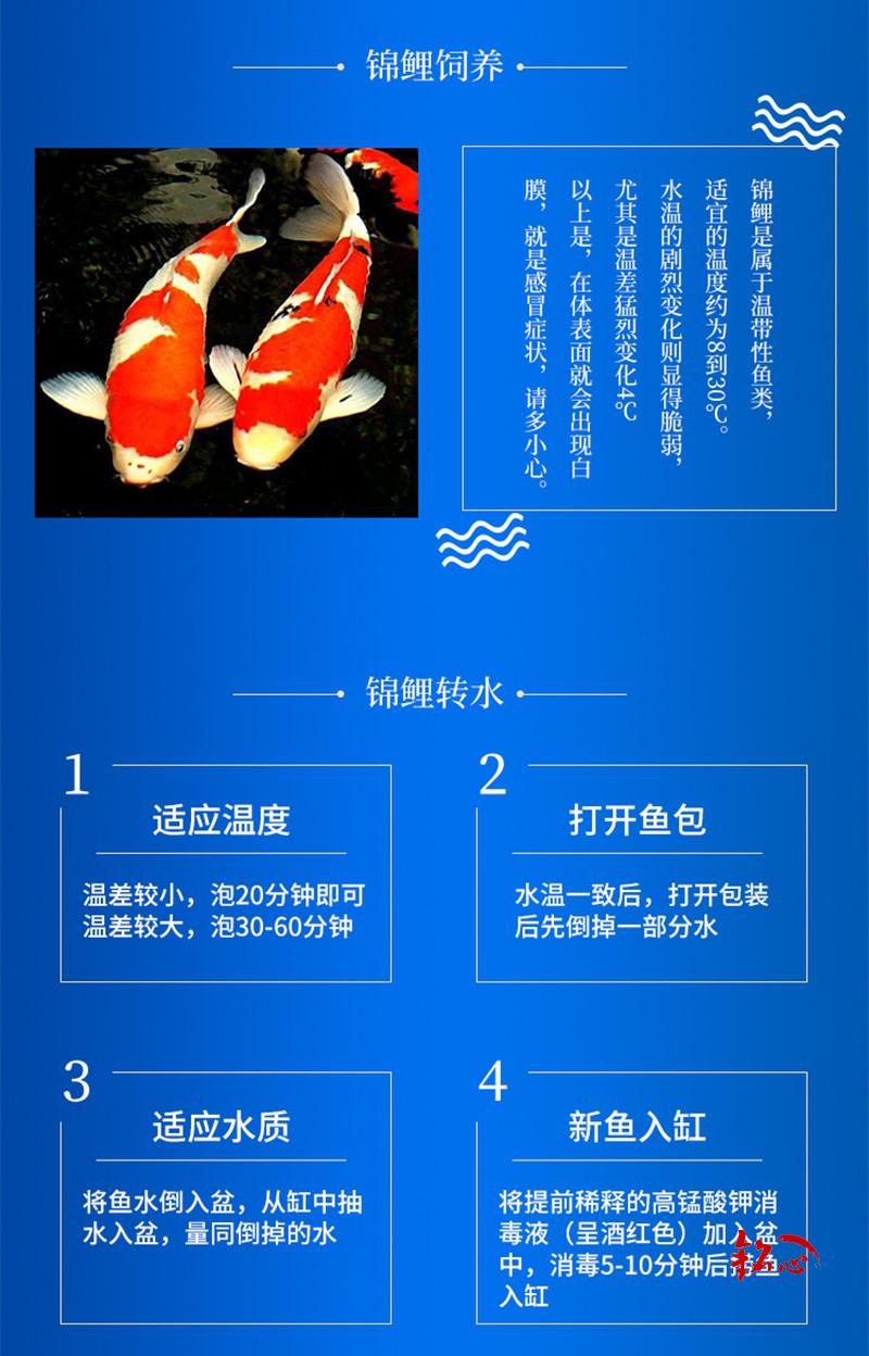 锦鲤鱼活体观赏鱼活体淡水鱼冷水鱼日本纯种保活到家活体宠物鱼活体活