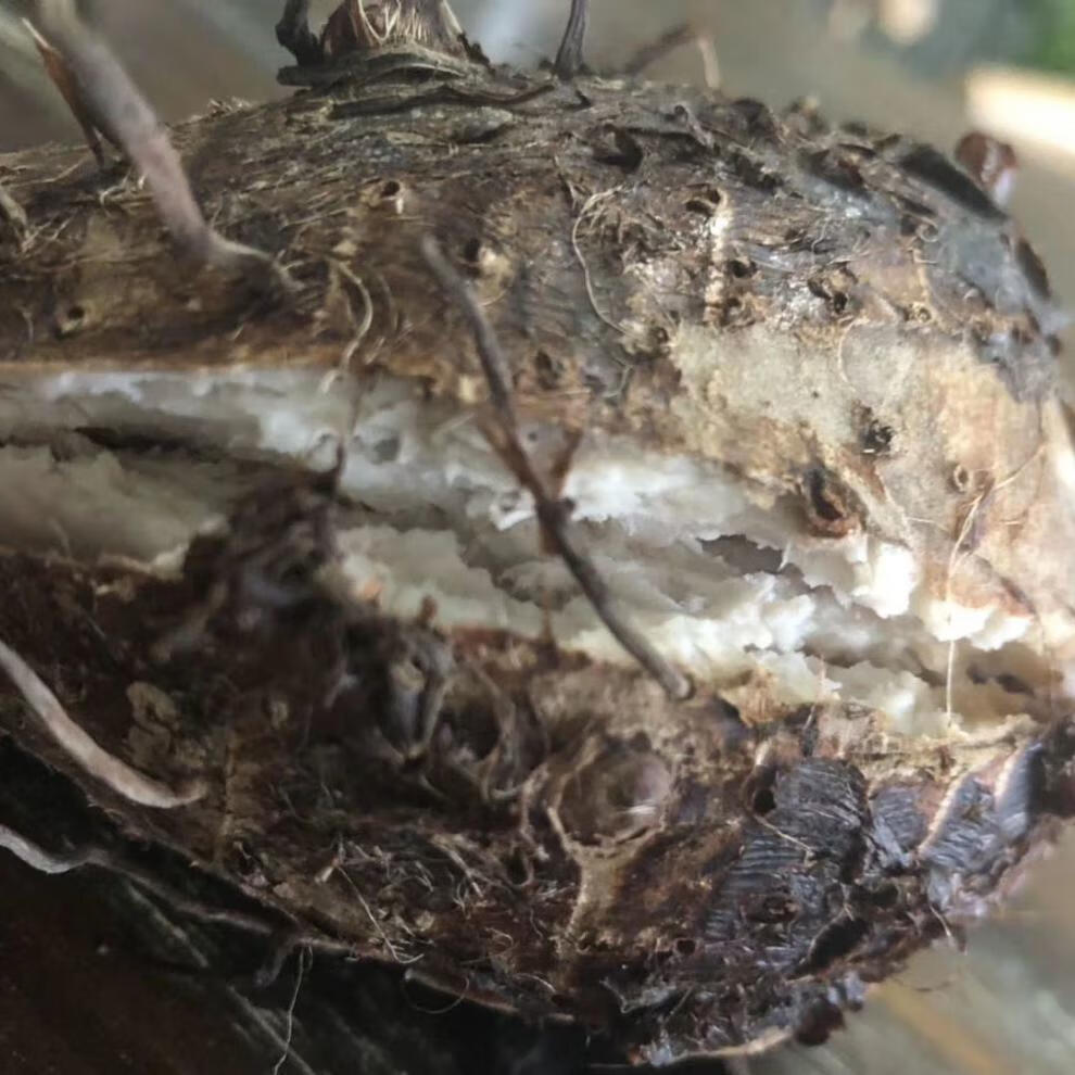 小香芋头仔炮弹芋头槟榔芋荔浦小毛芋仔芋艿新鲜蔬菜韶关乐昌张溪昌隆