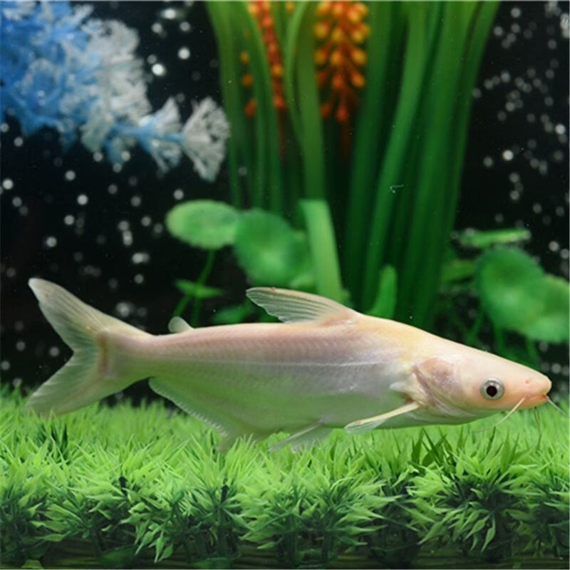 淡水热带鱼观赏鱼成吉思汗鲨鱼虎鲨鱼白化蓝鲨活体鱼鲨鱼大白鲨鱼