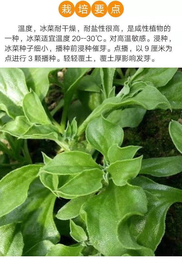 冰草種子冰菜種子非洲冰草新鮮蔬菜種子冰菜種子精選50粒無