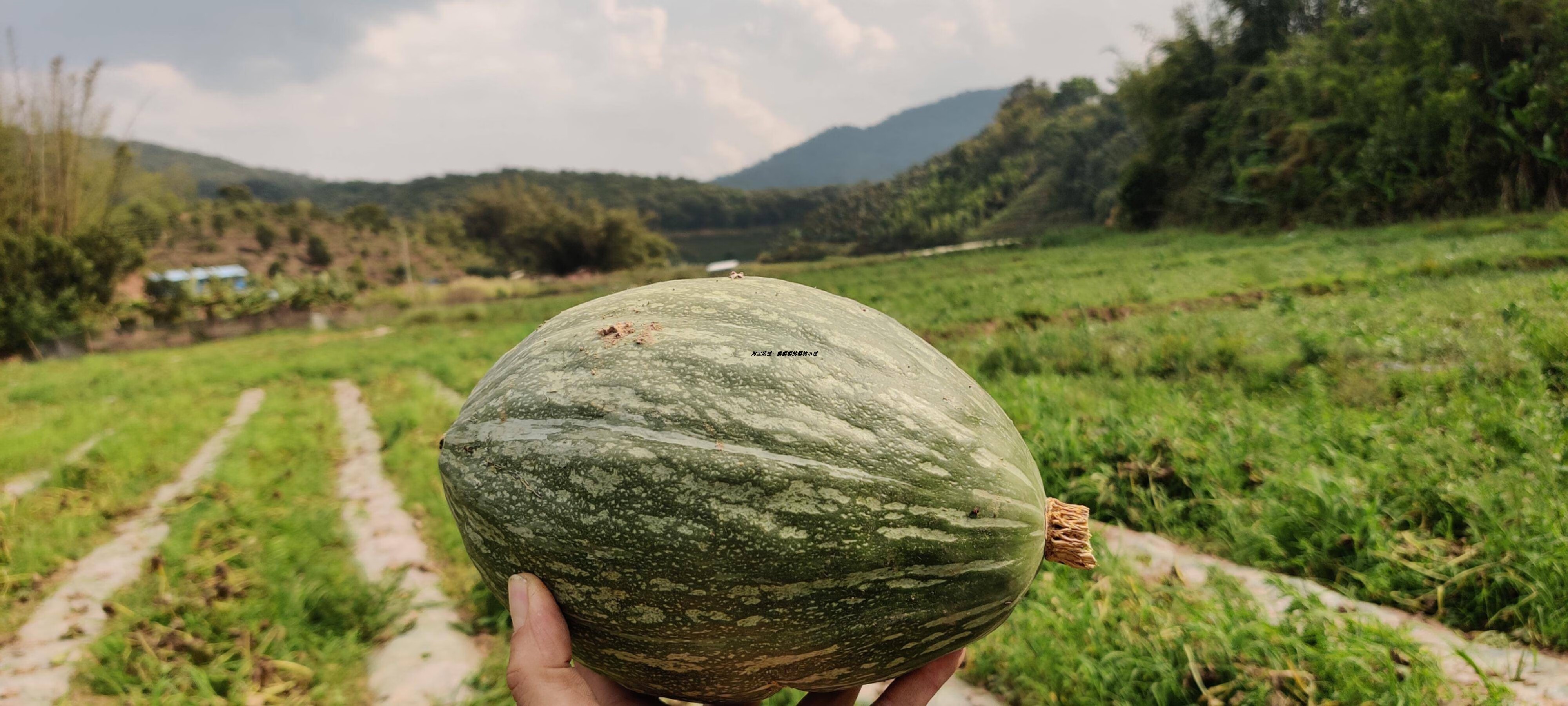 媚调山东潍坊特产61橄榄蜜南瓜6号 软糯香甜正宗贵