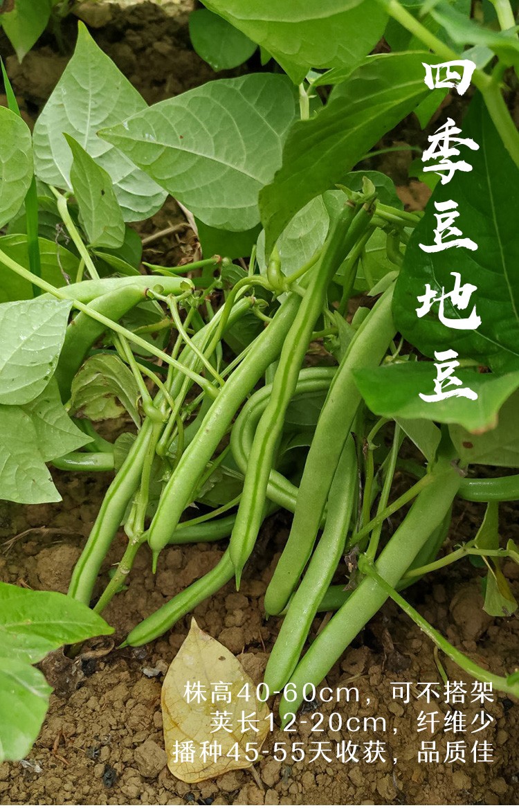 寿禾 豆种子各种豆种豇豆豌豆大荚荷兰豆长豆角种业夏秋季播种家庭