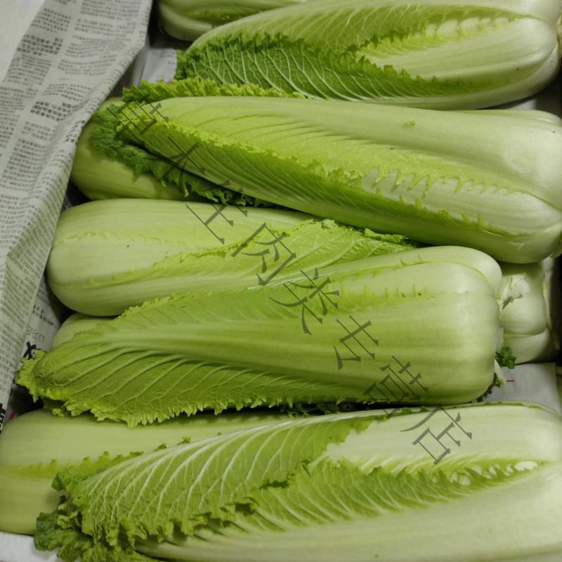 轻恋 宁夏蔬菜新鲜龙芽菜龙牙菜日本绍菜小白菜软糯甜开水白菜 4斤