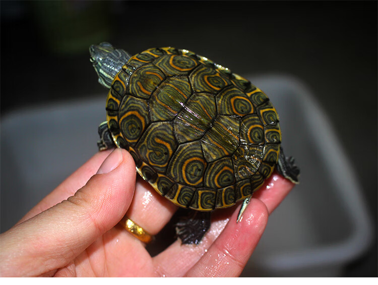 ajaj 佛州大河甜甜圈金火头苗小乌龟活体宠物观赏龟全品头苗 2-3厘米