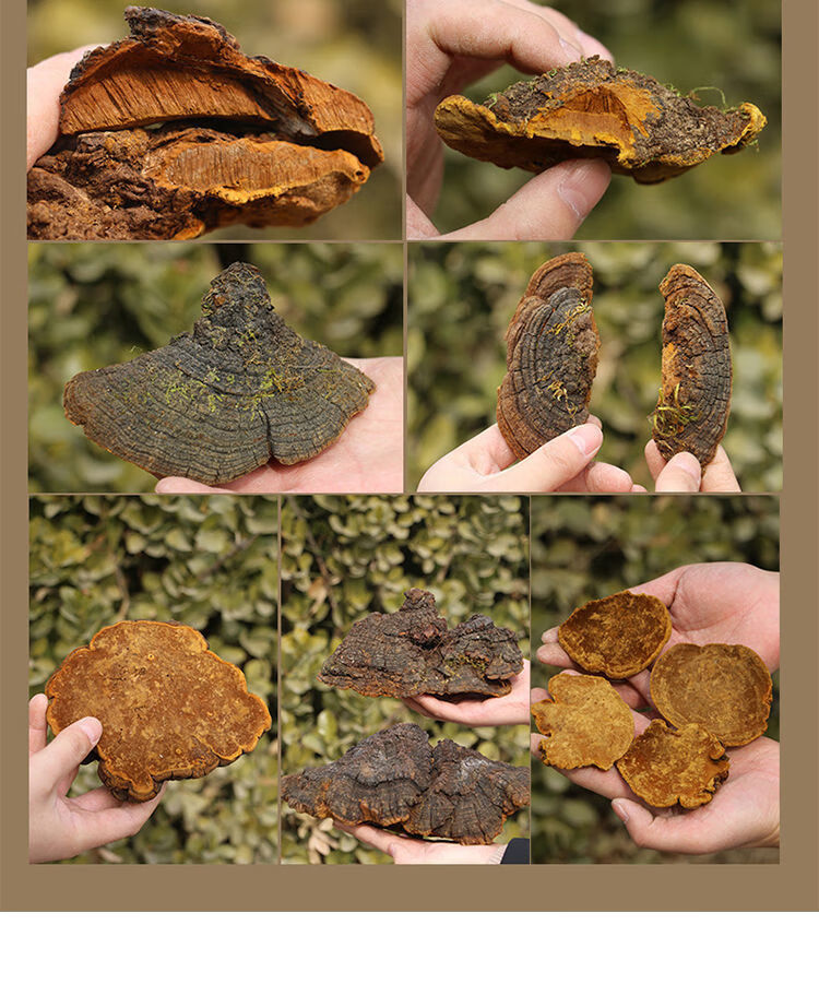 有仁堂正宗西藏桑树桑黄金边桑黄整朵桑黄菌灵芝桑臣桑黄泡水喝 桑黄