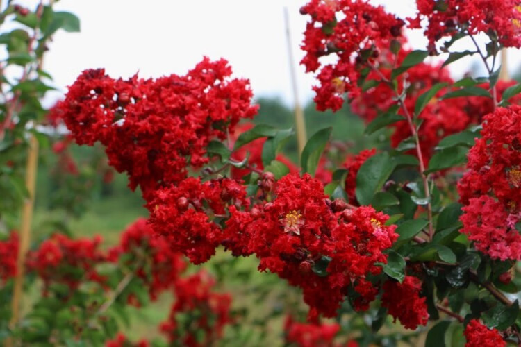 园艺紫薇树苗紫薇花百日红盆栽盆景红花紫薇红火箭紫薇庭院紫荆花卉3