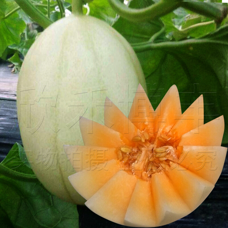 适用于冰翡翠甜瓜种子羊角蜜香瓜种籽酥白沙蜜伊丽莎白四季春季水果种