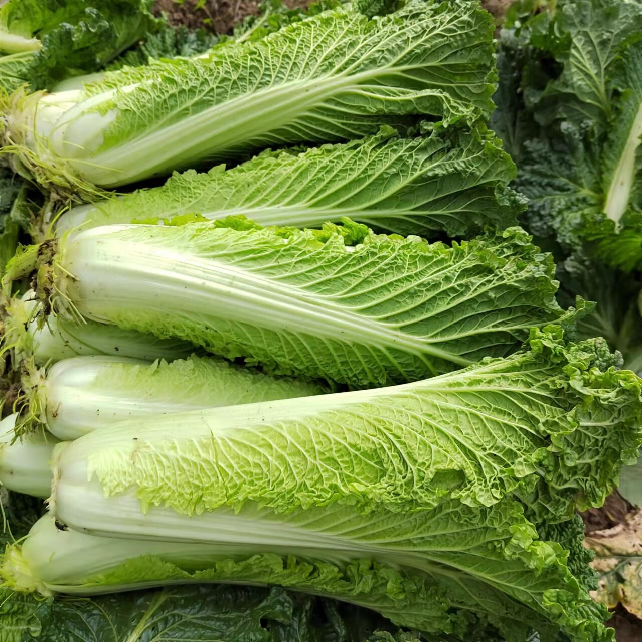 贵州农家露天自种青口白新鲜蔬菜青麻叶大白菜青白口自然成熟 1000g