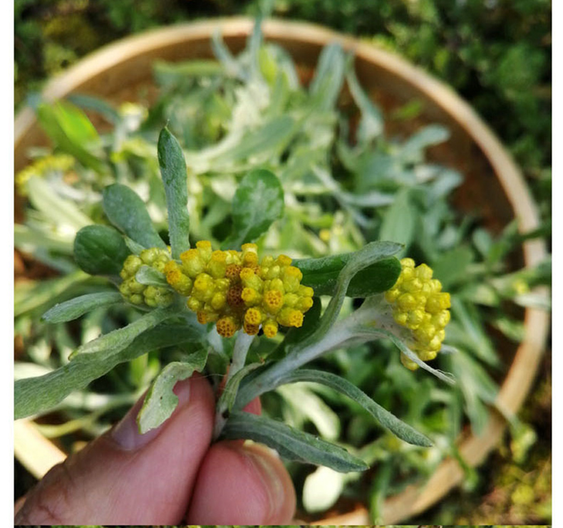 現摘清明草鼠麴草新鮮艾草春季鼠麴草佛耳草鼠耳草田艾粑粑15kg