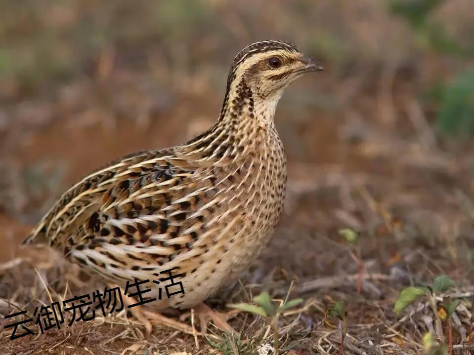 鵪鶉活苗下蛋繁殖鵪鶉活物黃羽沙維陽臺養寵物散養鵪鶉雞活體 2公4母