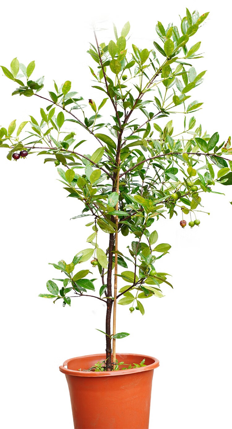 巴西甜樱桃苗盆栽苗带叶带泥发货巴西樱桃树苗车厘子庭院阳台 巴西
