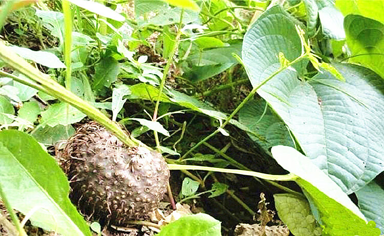 黄药子根茎图片