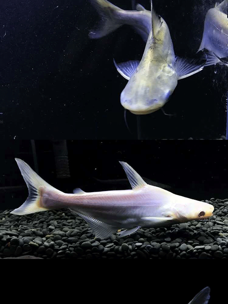 秋颖 小鲨鱼活鱼大白鲨淡水虎头鲨蓝鲨成吉思汗鲨凶猛宠物鲨鱼活体