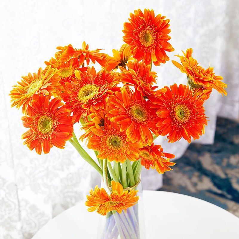 芊阙轻奢芊阙非洲菊鲜花浙江基地直发非洲菊扶郎鲜花花束新鲜采摘同城