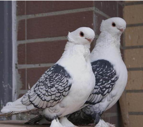 观赏鸽.凤尾.淑女,秀,两头乌,信鸽.两头红.