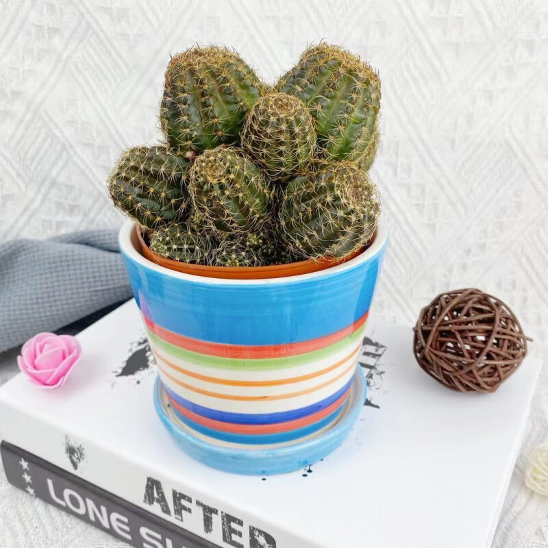 【618活动】精品多头金冠仙人球多肉植物好养室内阳台桌面植物 多头黄