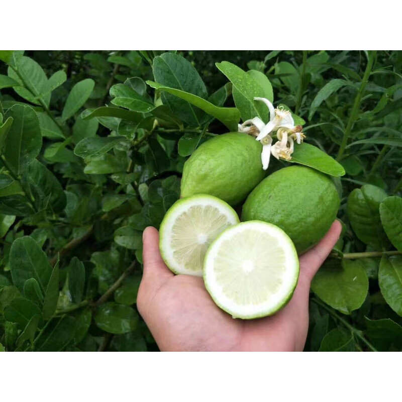 新鲜广东本地香水柠檬无籽四季青柠檬奶茶冷饮店专用5斤装80150g2500g