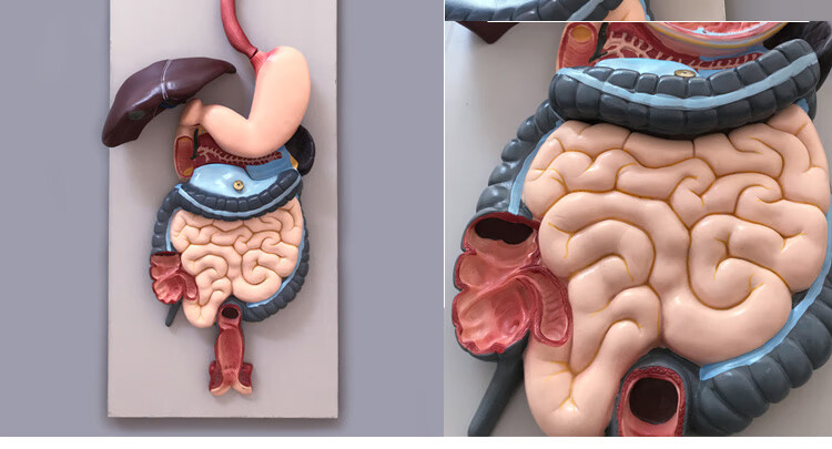 人體器官模型心肝脾肺腎腦胃腸五臟六腑內臟系統解剖結構醫學教學3102