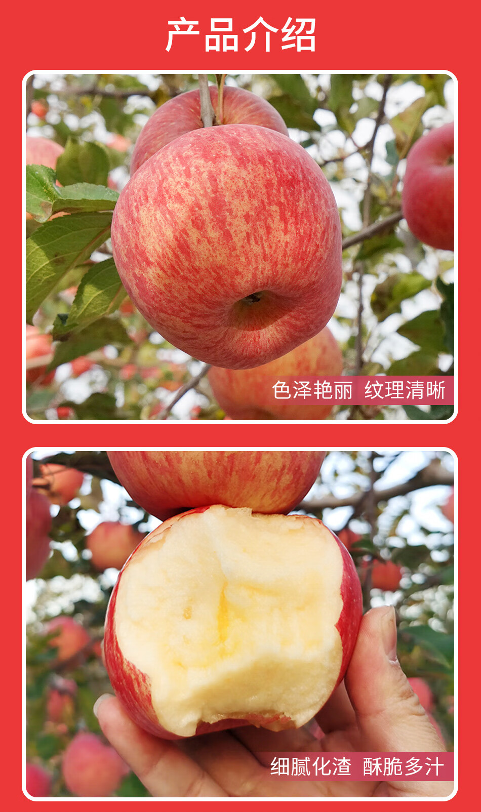 54330-金三源正宗洛川红富士苹果 大果整箱 时令生鲜水果 富含蛋白质膳食纤维素是健康低脂健身好食材 8颗轻享礼盒装(80mm-85mm果 约4斤)-详情图