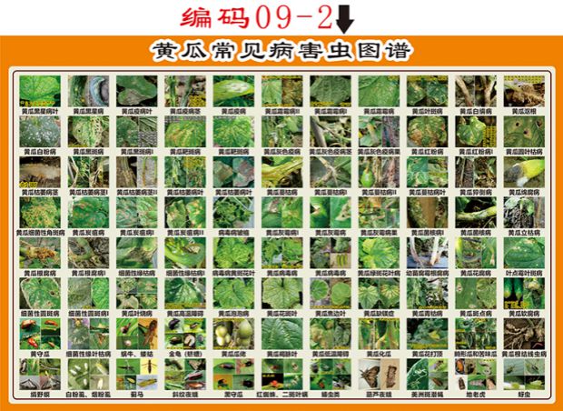 粮食作物小麦玉米水稻常见病虫害图谱海报pp背胶贴纸定制乳白色水稻50