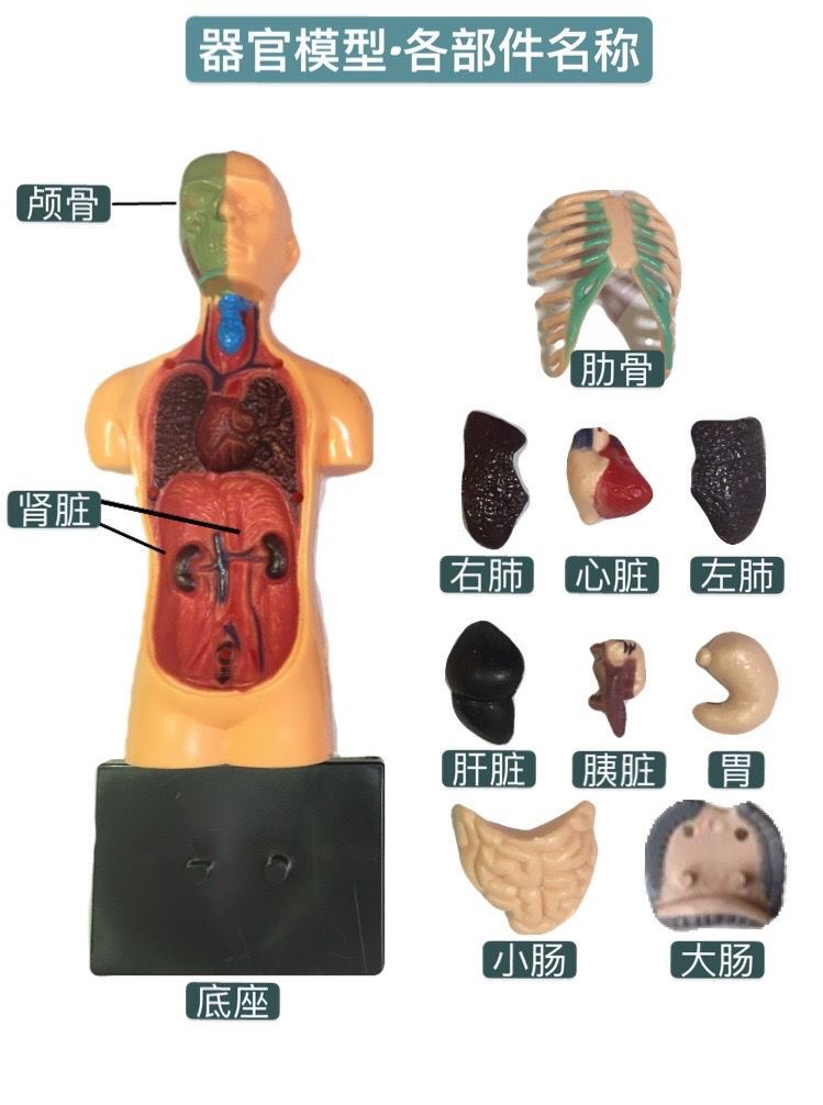 60jd健康60人体模型启蒙百科玩具真人体男性玩偶骨架内脏送给医学