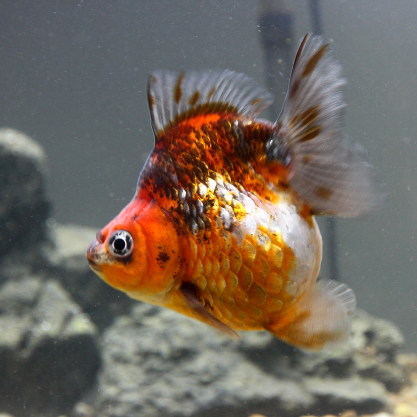 精品短尾红白鎏金活体鱼苗饲料淡水观赏鱼小活体冷水宠物56cm精品红白
