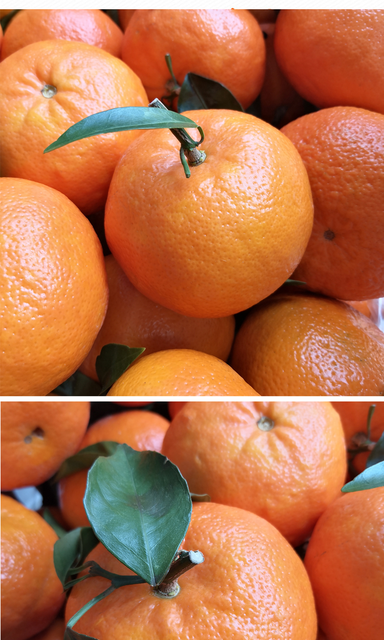 天银水果 广西茂谷柑 高糖柑橘橘子桔子 5斤中大果约22个
