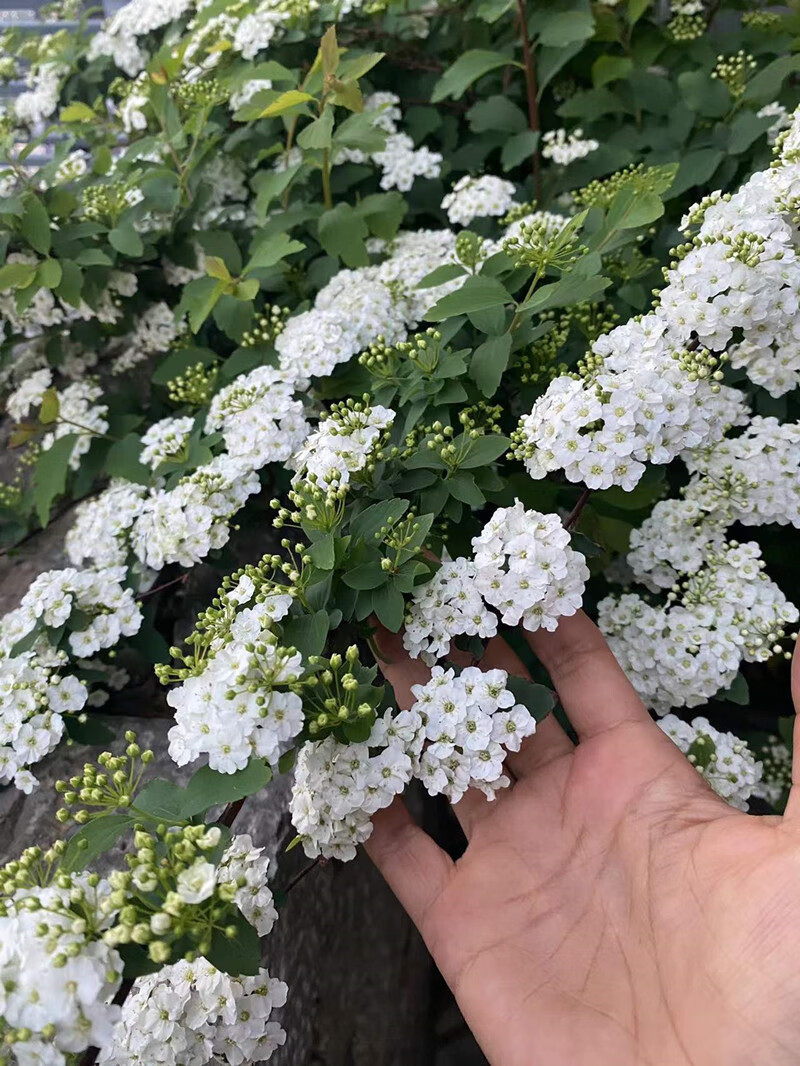 菱叶绣线菊盆栽珍珠梅小手球耐寒耐热好养花期长多年生灌木绿植物s 12