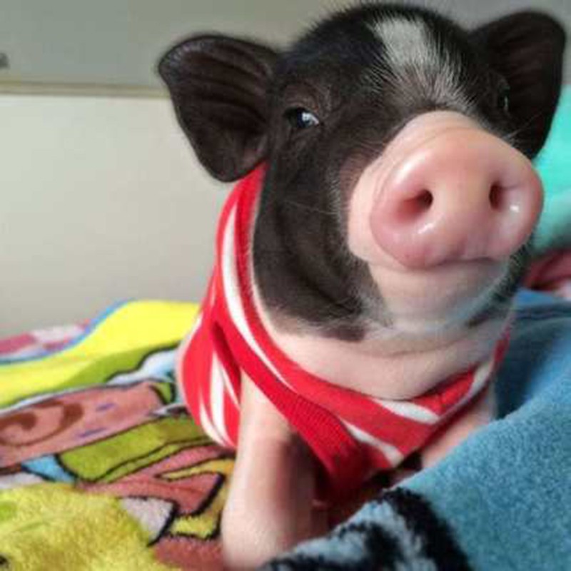 宠物猪活体网红泰国迷你猪宠物猪小香猪宠物长不大小香猪1头 图片价格品牌报价 京东