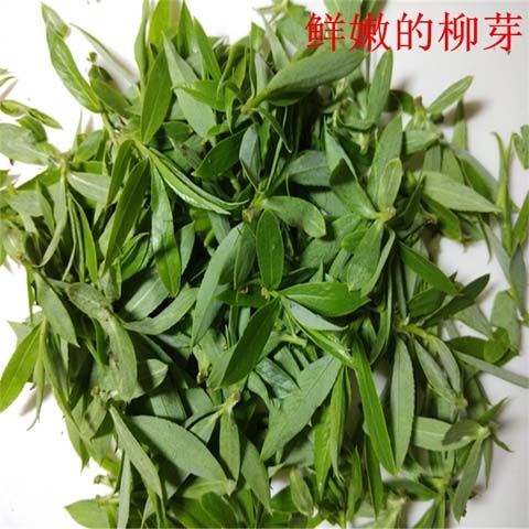 柳树芽新鲜当季头茬野菜柳芽尖早春现摘柳树叶现发农家1500g