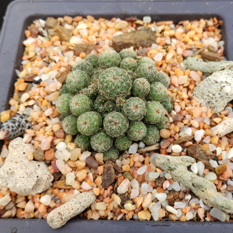 风化石土随心园艺老方风化岩颗粒石食者铺面生石花多肉景天仙人球配土