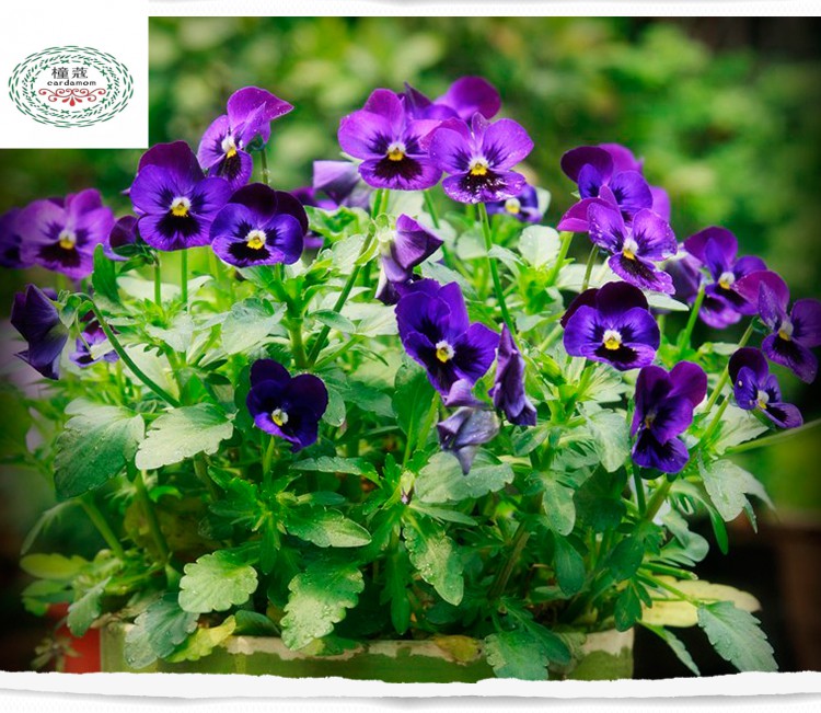 三色堇花种子 家庭阳台盆栽四季易种花卉种子 蝴蝶花 猫儿脸花籽 黄色