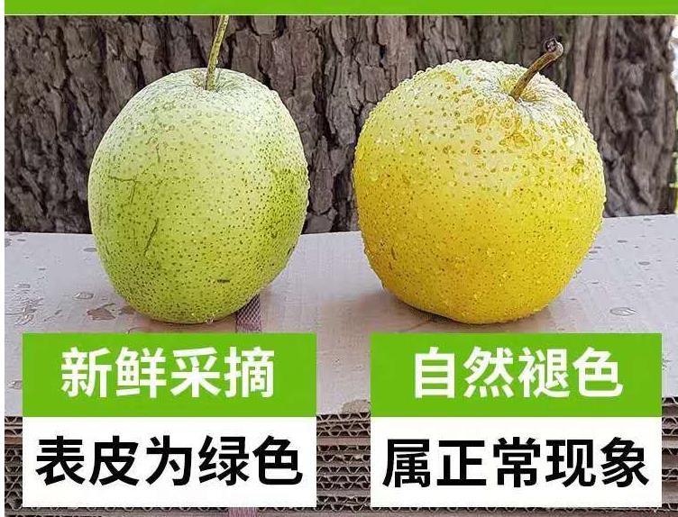 商南助农馆河北鸭梨新鲜梨子整箱现发水果当季雪梨水晶梨香梨5斤精选