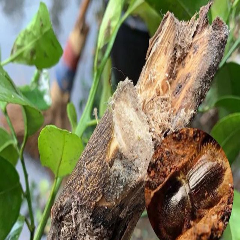 树木果树钻心虫树干虫蛀虫杀虫剂无花果树除虫家具杀蛀虫药 10ml