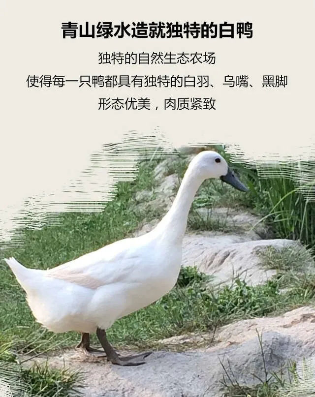 正宗连城白鹭鸭白鹜鸭福建黑嘴鸭新鲜现杀散养土鸭子顺丰八个月2只装