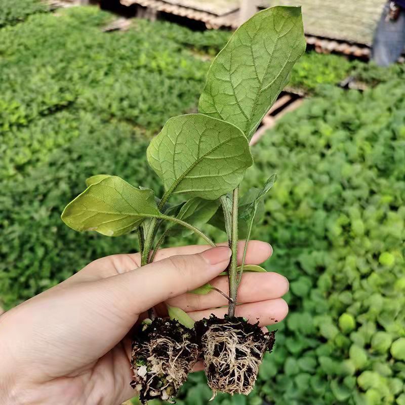 江影清茄子苗紫长茄子秧苗秧子新鲜长茄特大蔬菜秧苗四季种田园盆栽