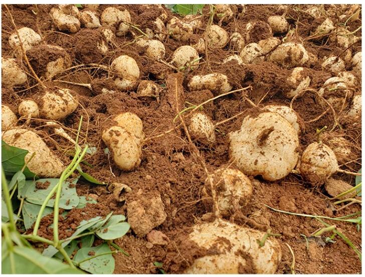 源外 凉薯新鲜 现挖白地瓜 沙葛地萝卜农家蔬菜水果 9斤【图片 价格