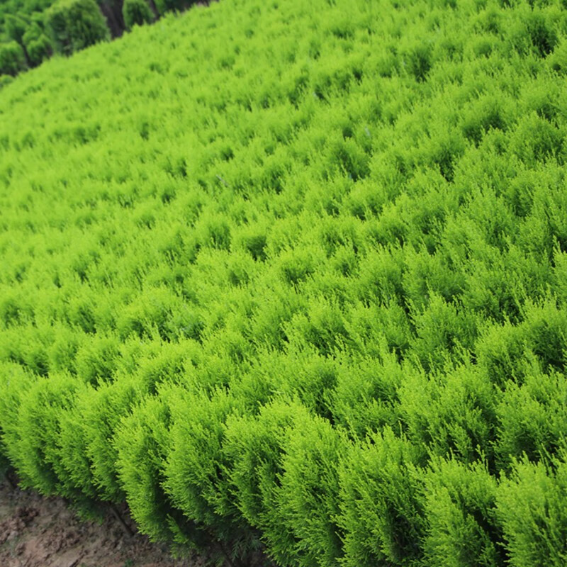 洒金柏树苗松柏苗木盆栽地栽花卉庭院绿化植物黄金柏原生香松扁柏 洒
