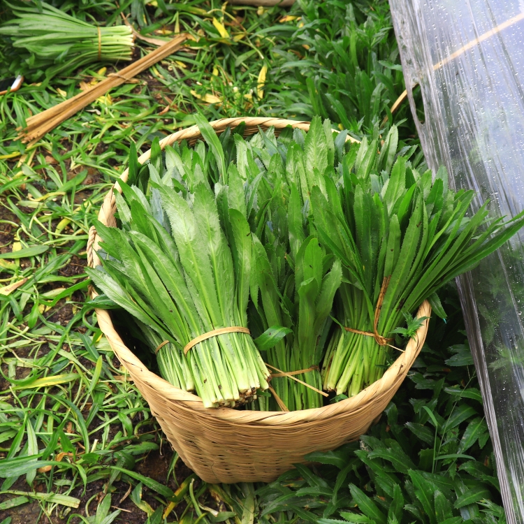 雲南德宏大香菜2斤裝新鮮緬芫荽刺芫荽芫茜香料刺芹新鮮食材生鮮