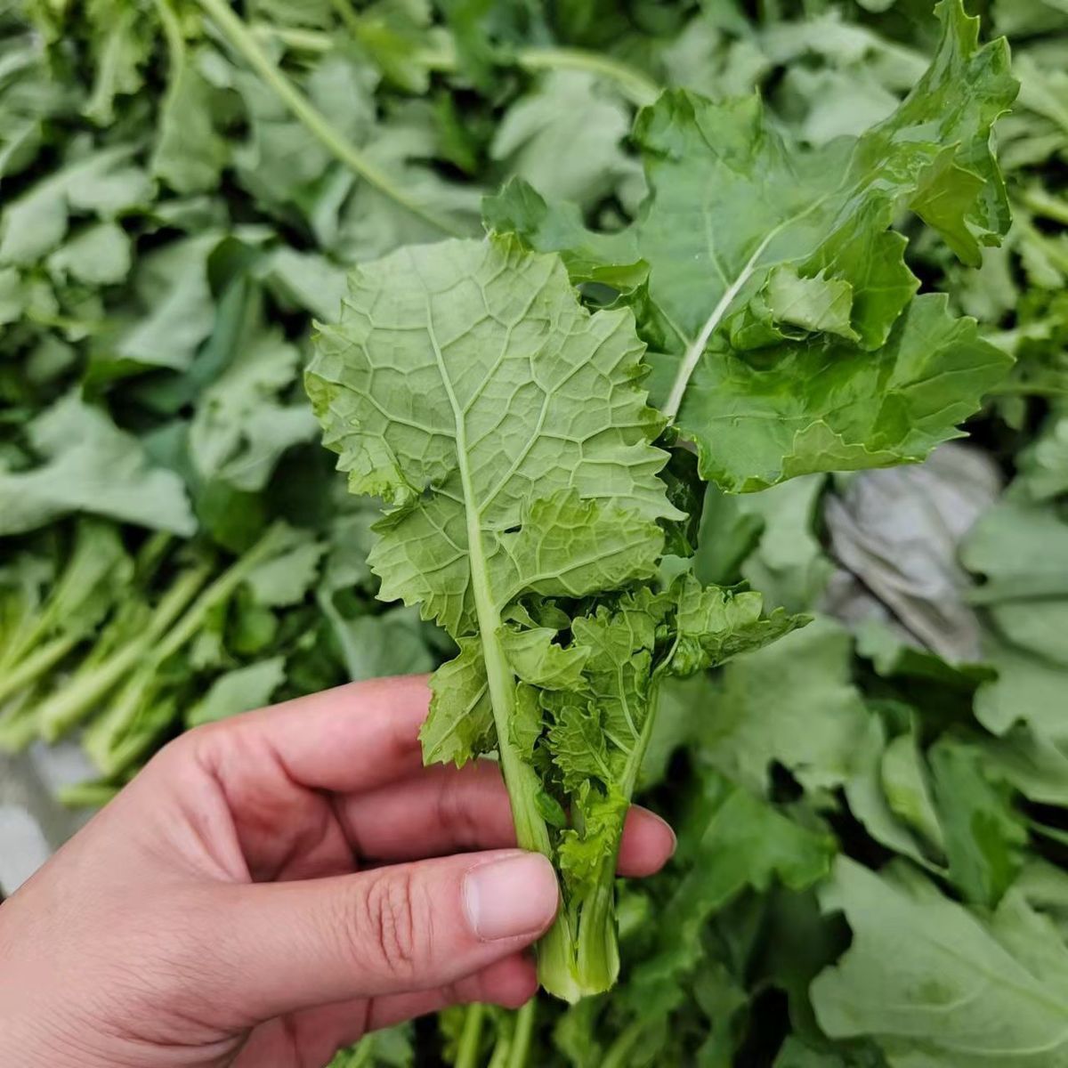 四川青油菜苔图片