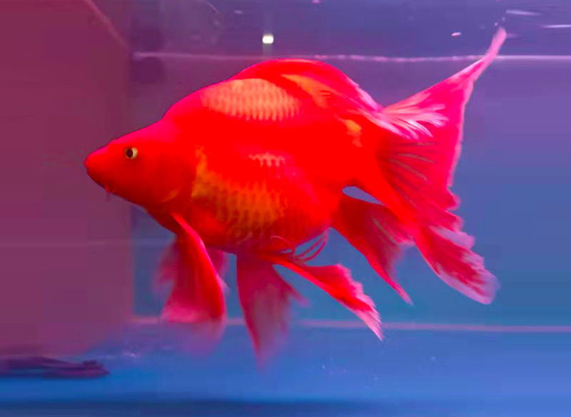 蝴蝶鲤活体活鱼球体红色蝴蝶鲤火红鲤锦鲤冷水鱼贵妃鲤龙凤银龙淡水鱼