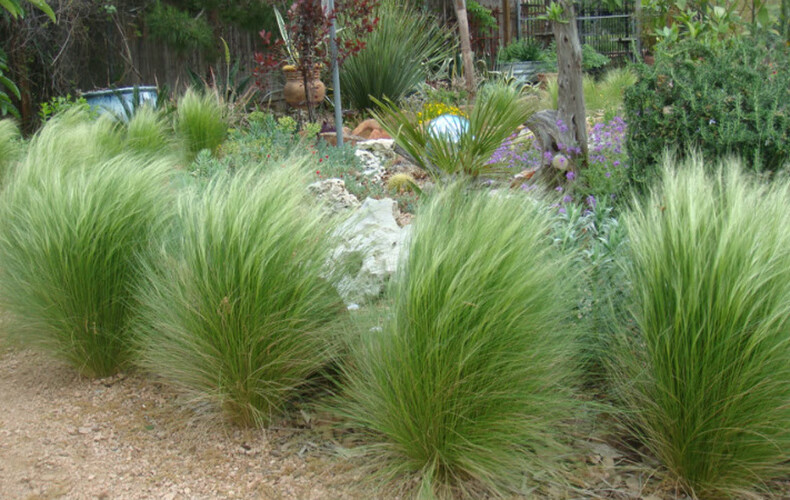 墨西哥羽毛草盆栽 进口针茅马尾草室内外观赏草净化空气 中大盆5盆