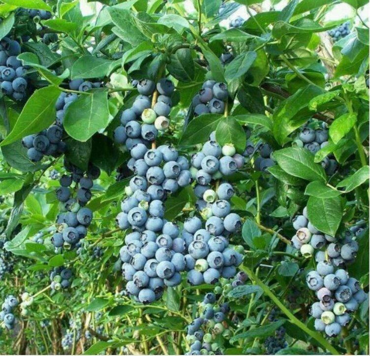黑珍珠蓝莓树苗室内阳台盆栽南方北方庭院地栽当年结果蓝莓苗8年苗