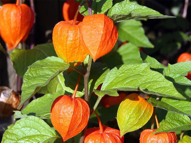 野生锦灯笼种子金山红黄姑娘红灯笼甜姑娘果种孑四季种籽姑娘果种 红