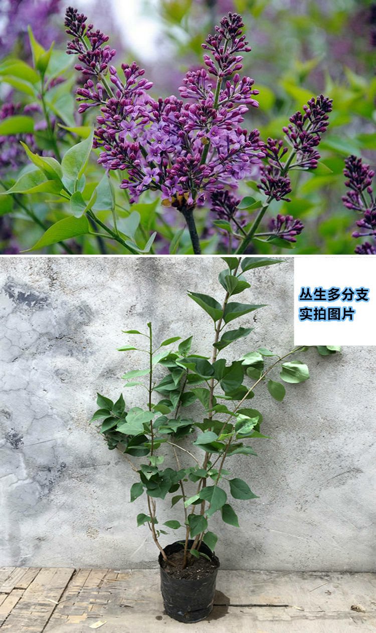 丁香花苗盆栽四季浓香庭院小区别墅道路绿化耐寒丁香花树苗花卉绿植物