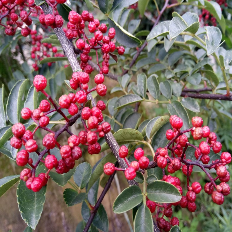 花椒苗树大红袍高产树苗花椒苗盆栽小苗麻椒苗四川藤椒花椒树麻椒八年