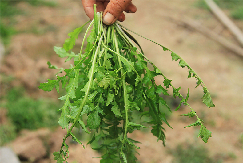新鲜荠菜当季野菜芥菜地丁3斤